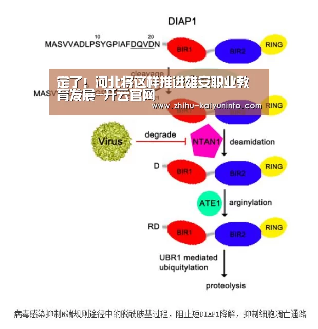 定了!河北将这样推进雄安职业教育发展-开云官网(图2) 开云